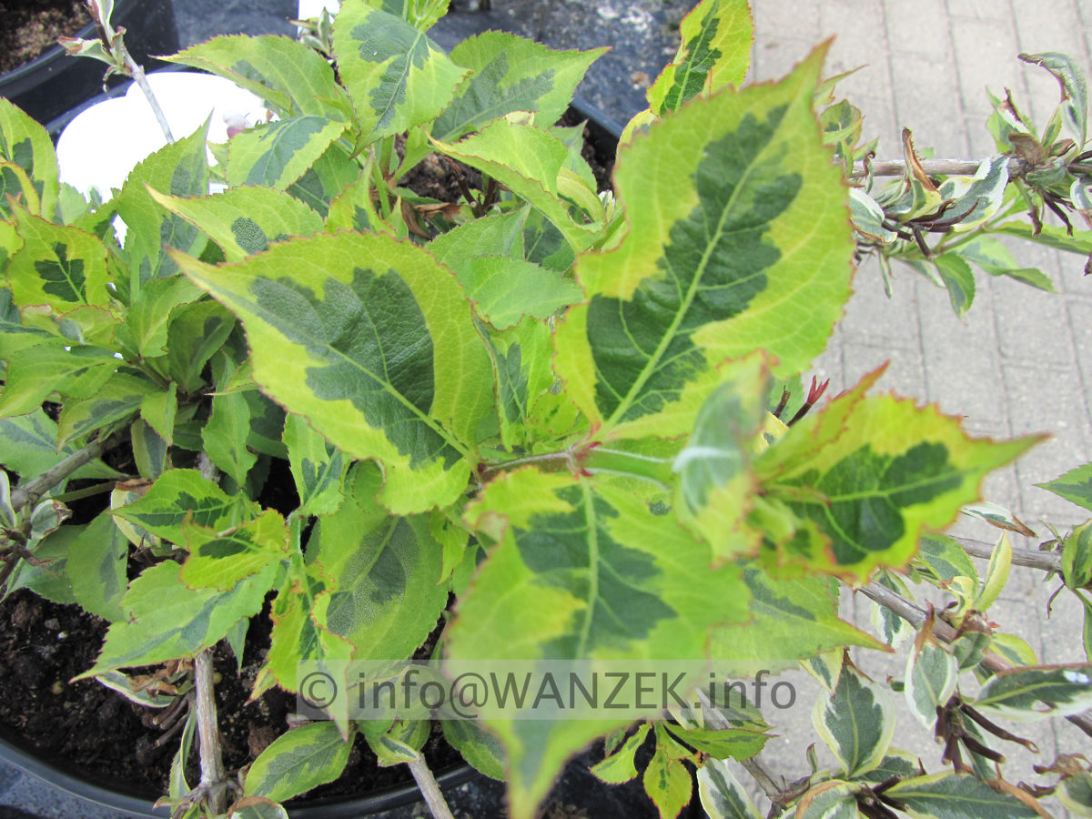 Weigela florida Magical Rainbow 03.JPG